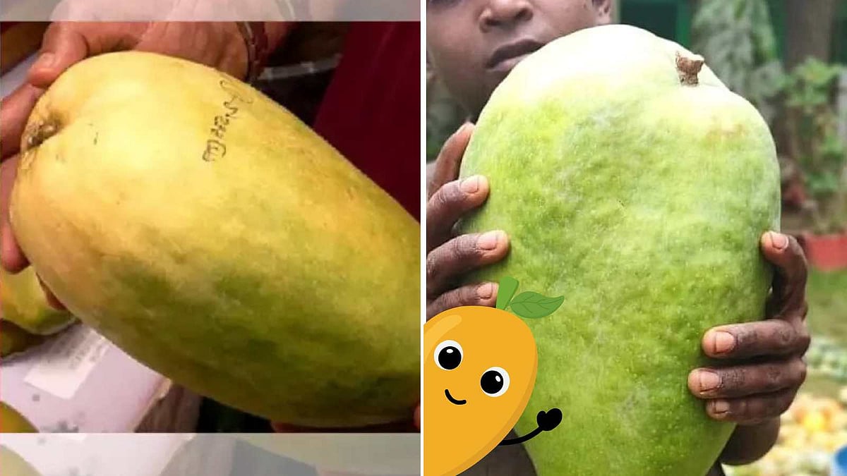 மூன்றிலிருந்து மூன்றரை கிலோ அளவு எடை உள்ள 'மாம்பழங்களின் அரசி'! 