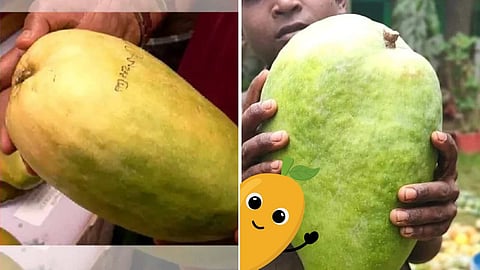 mango 