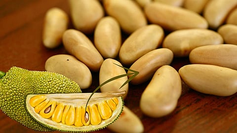 Jackfruit Seeds
