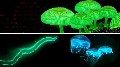 Bioluminescent Organisms