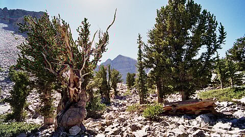 trees grow in places like rocks