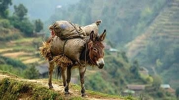 Donkey life lesson