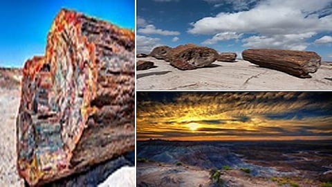 Petrified Forest