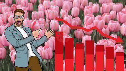 Tulip
