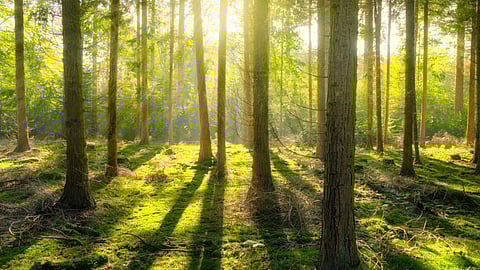 Forest