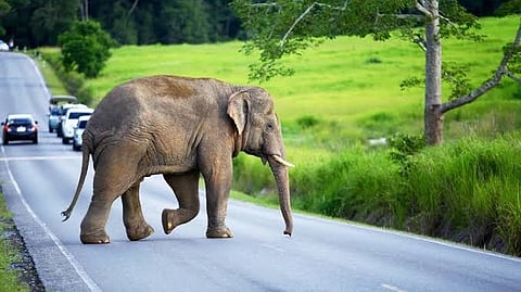 elephant in ooty
