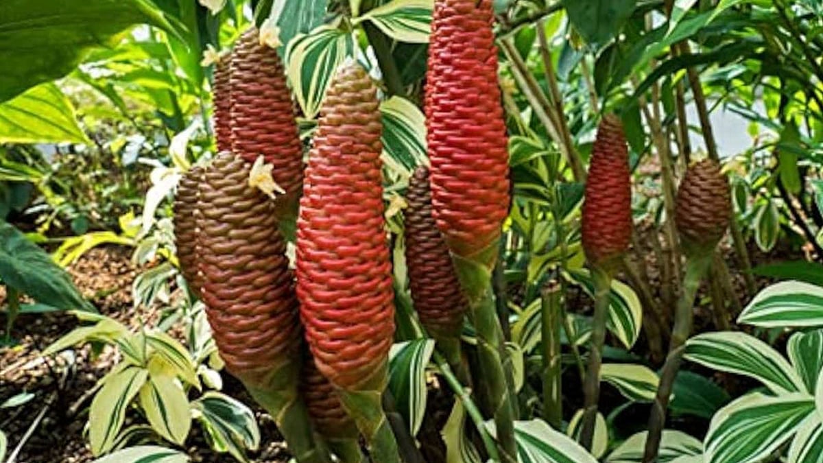 Beehive Ginger: இது இஞ்சி இல்ல ஷாம்பூ… என்னடா சொல்றீங்க?