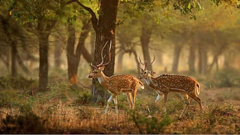 Increasing forest areas