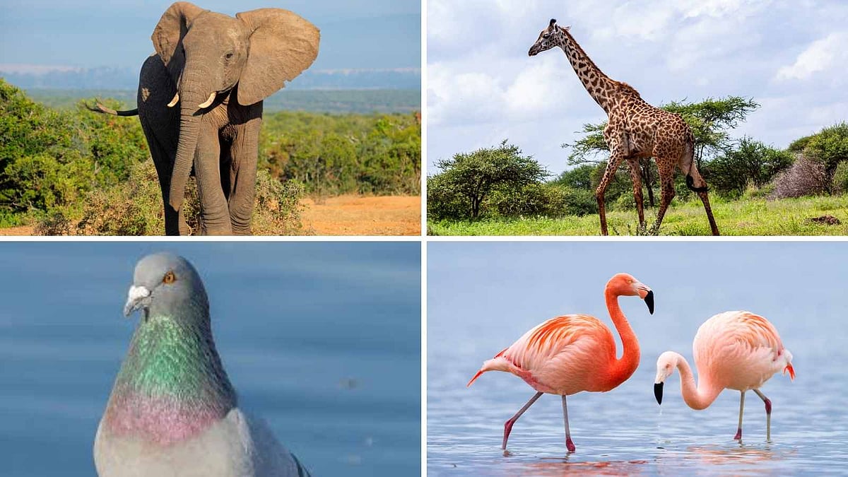 நின்று கொண்டே தூங்கும் உயிரினங்கள்! 