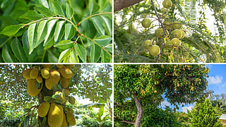 Trees