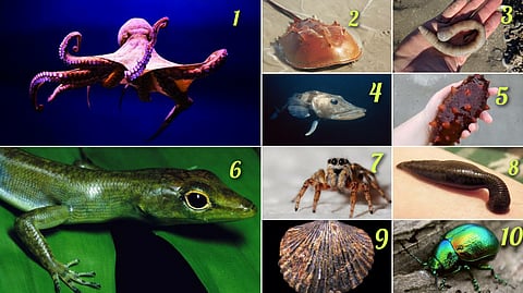 Organisms
