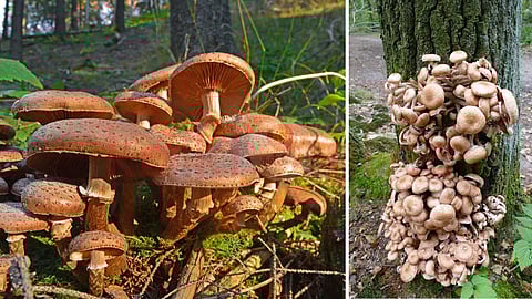 Do you know what the largest living thing is?