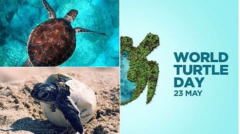 World turtle day