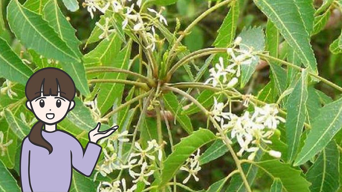 வேப்பம்பூ - 'வேண்டாம்' என்று ஒதுக்காதீர்கள்! 