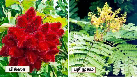 Bixa and Padhimugam trees
