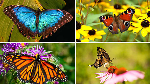 beautiful types of butterflies