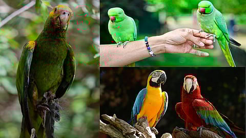 World Parrot Day