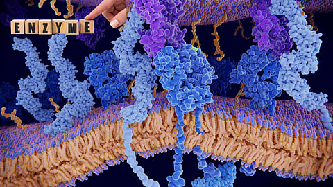 Enzyme