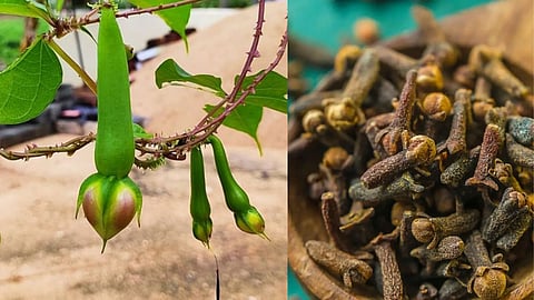 Clove agriculture 