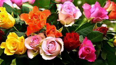 Different types of roses