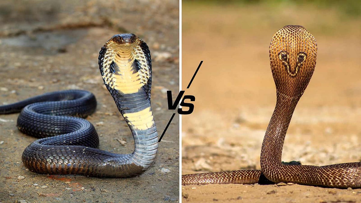பாம்புகளின் மன்னர்கள்: கிங் கோப்ரா vs இந்திய கோப்ரா - மரண விளையாட்டு! 