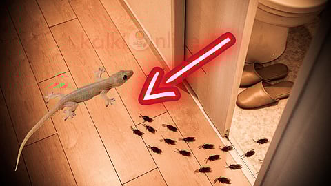 Lizard and cockroach