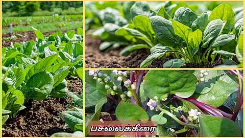 Fertilizers