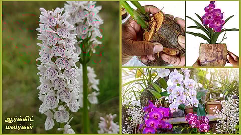 Orchid Flower Cultivation