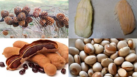 Tree seed selection
