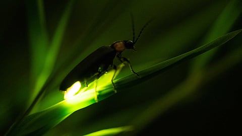 Firefly