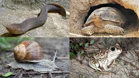 Animals that cope with heat