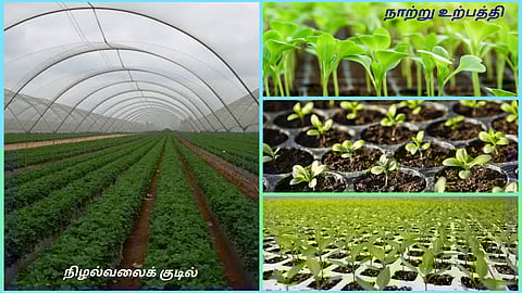 Quality Seedlings
