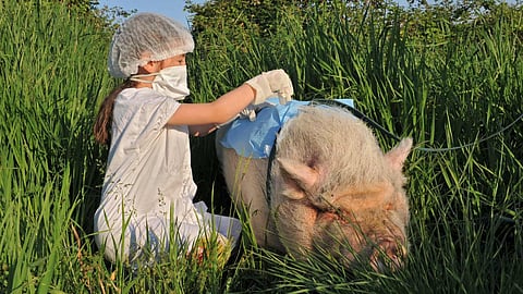 Swine flu
