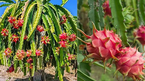 Dragon fruit