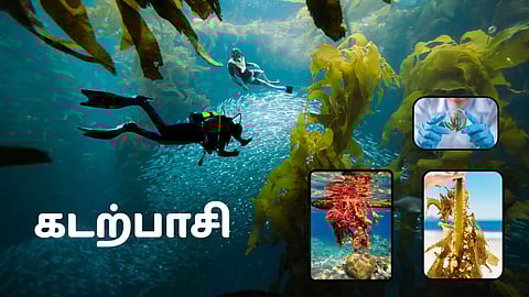 Seaweed: The Ocean’s Purifier, Farmer’s helper , and Future of Plastic-Free Living.