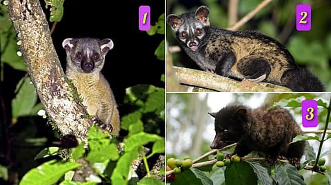 3 different types of palm civets