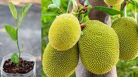 Jackfruit tree cultivation