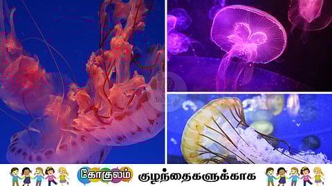 உலகிலேயே மிக ஆபத்தான ஜெல்லிமீன் எது?