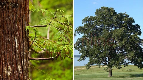 natural insect repellent