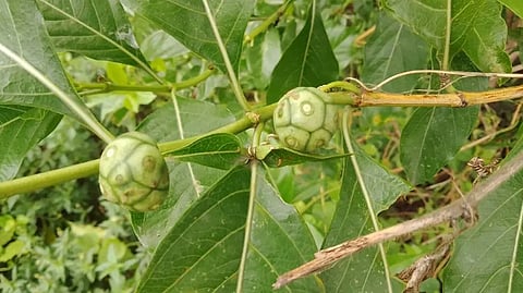 Nuna tree