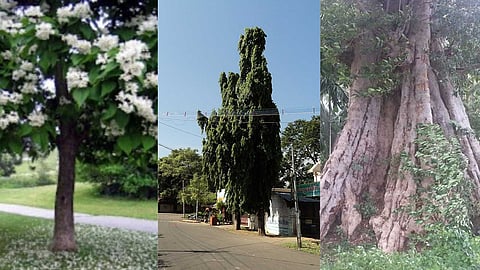 Flowering trees used for essential needs