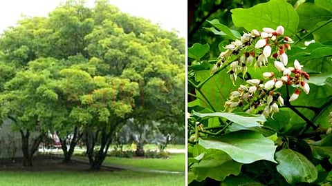 punga tree that produces oxygen.