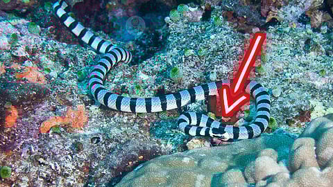 Sea Snake