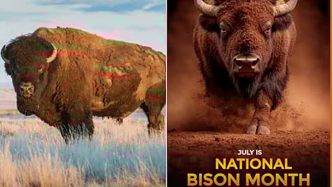 National Bison Month