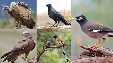 scavenger birds