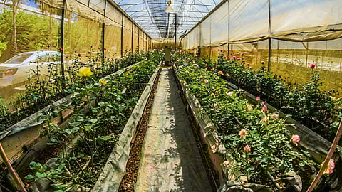 gardening