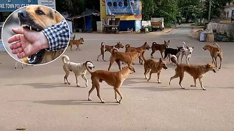 stray dog bite