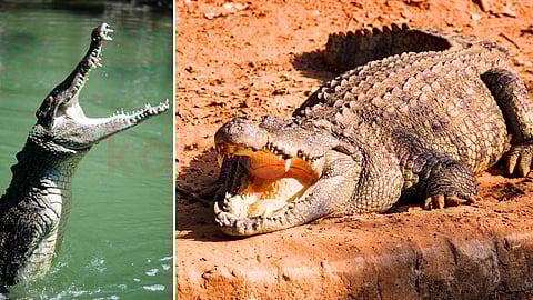  crocodiles really cry?