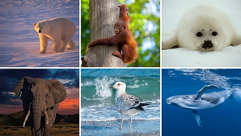 Animals