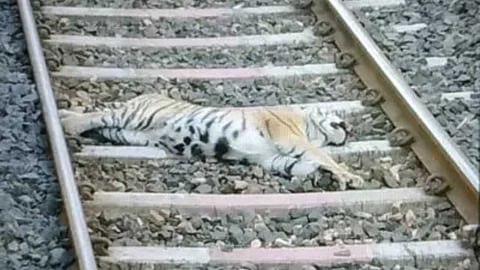 Tiger found dead on railway tracks